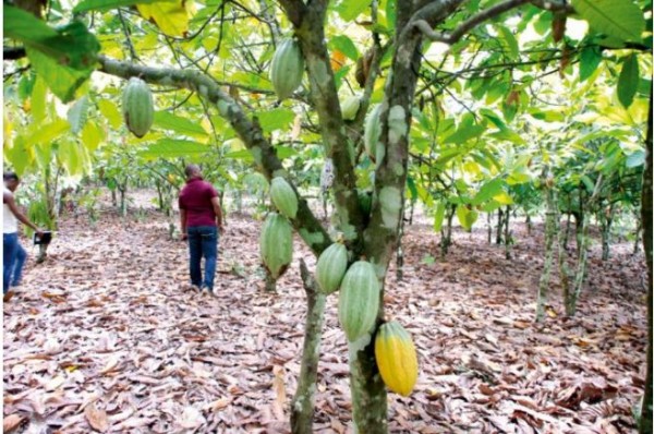 C Te D Ivoire Cacao Ivoirien Issu De La D Forestation L Institut