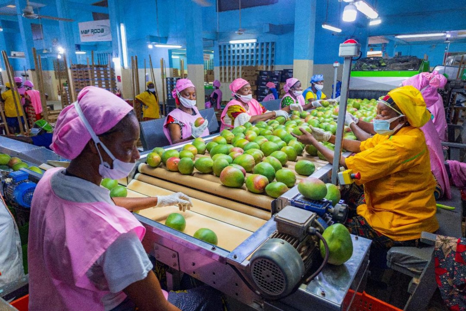Côte d'Ivoire : La mangue, une filière stratégique soutenue par les innovations d'Abidjan Terminal