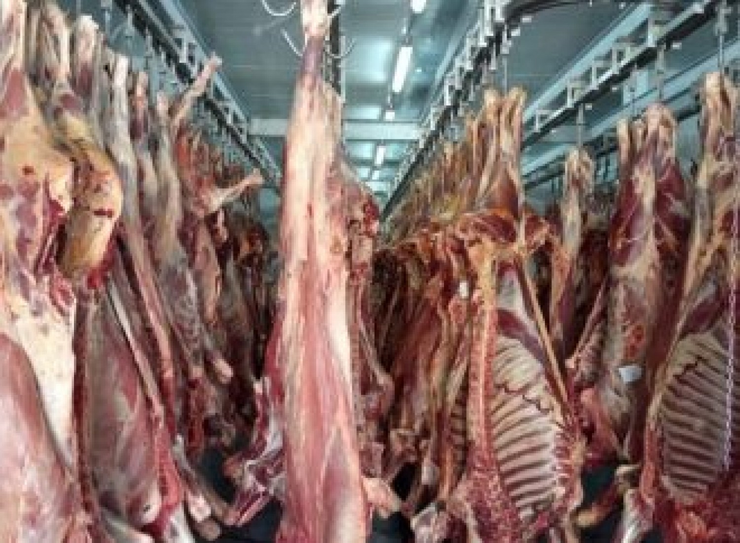 Côte d'Ivoire : Sommés de quitter l'abattoir de Port-Bouët avant lundi, les marchands de bétail engagent un bras de fer avec Bacongo, un arrêt de travail entamée, jeudi