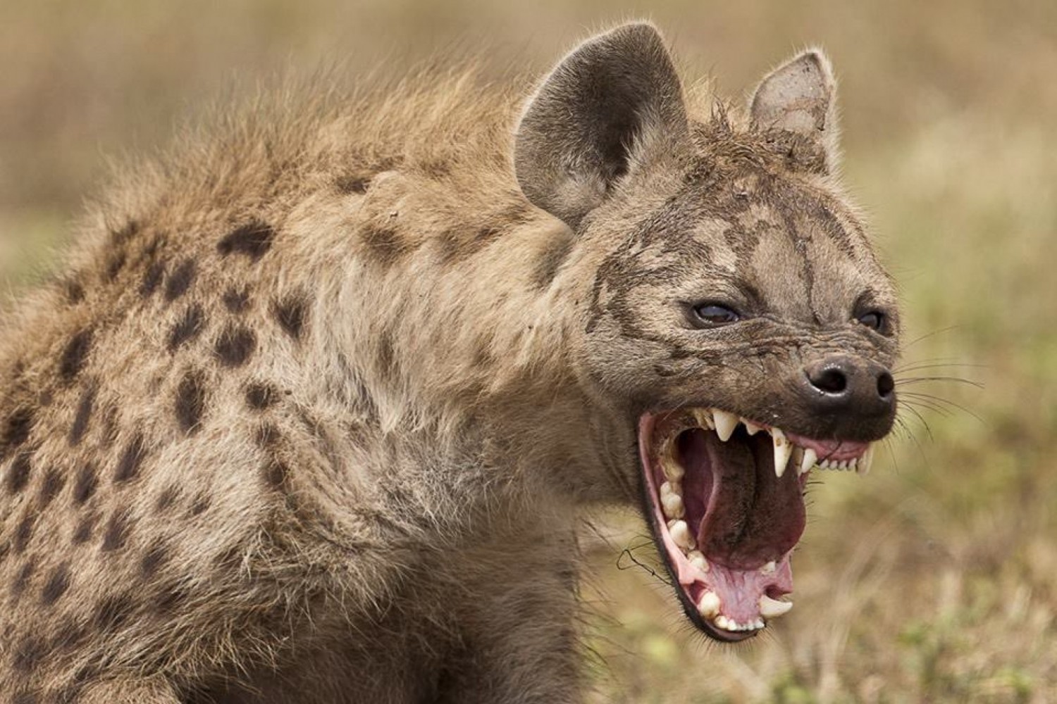 Cameroun : Une hyène coupe une partie de l'avant-bras d'un enfant de 06 ans