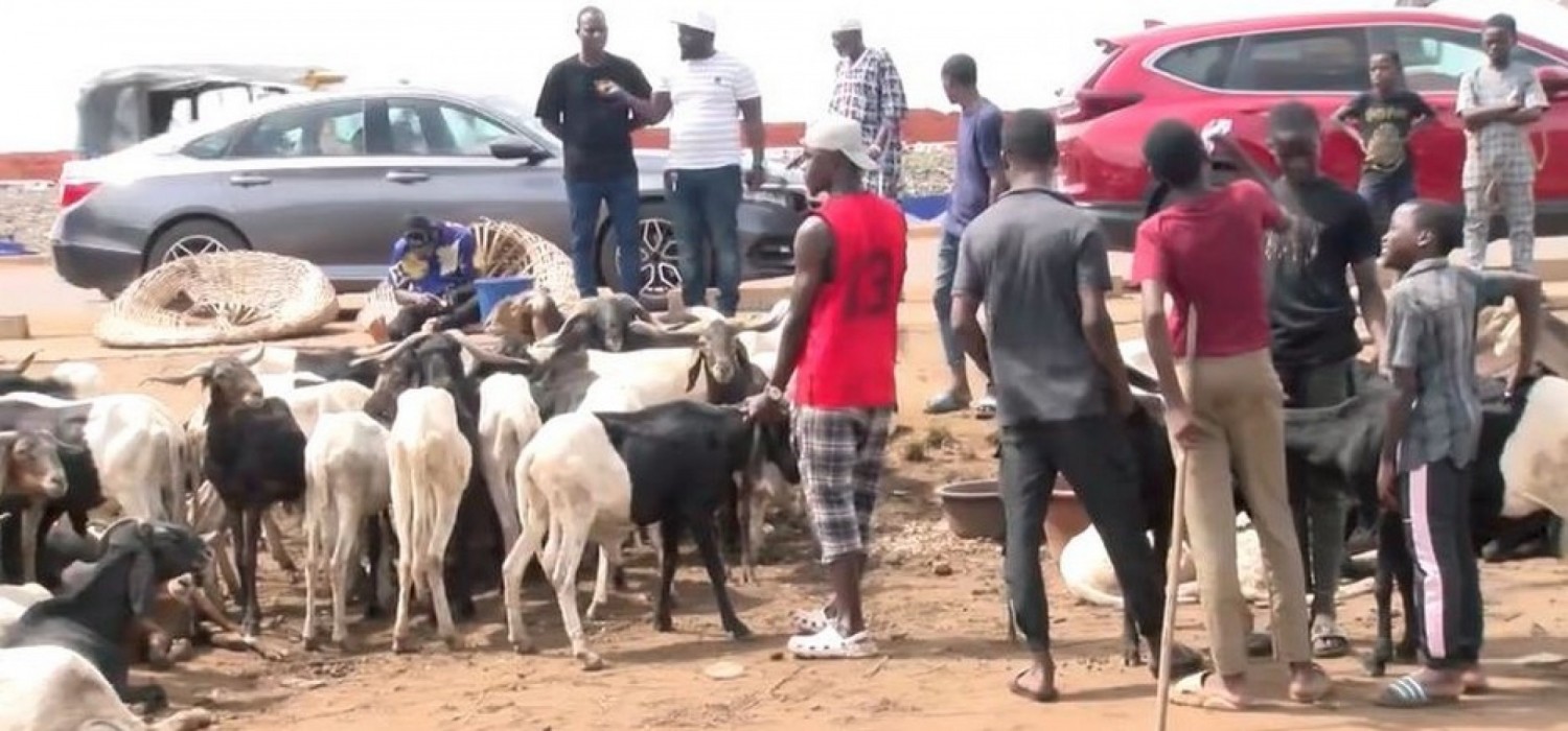 Togo :  La Tabaski prévue ce dimanche, vente graduelle au marché à bétail de Togblékopé