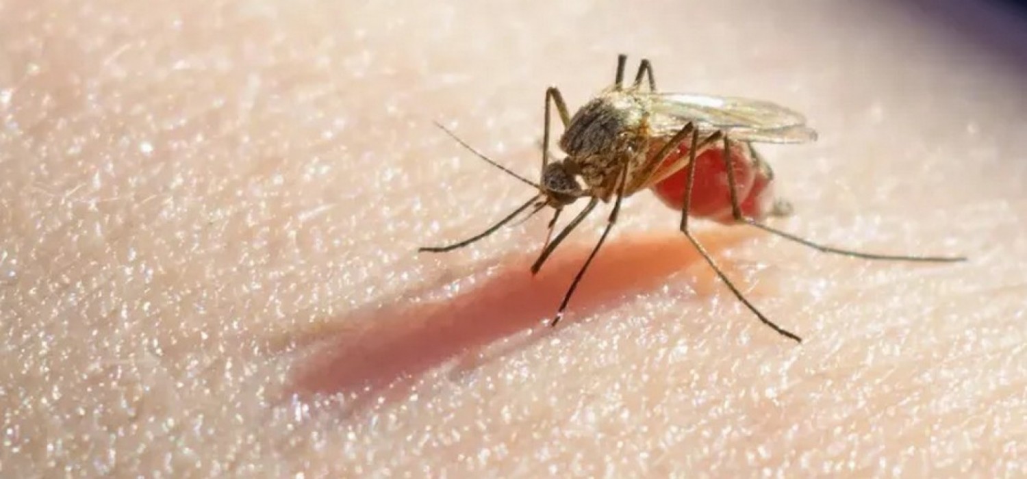 Togo :  Des cas de dengue signalés, symptômes et prévention