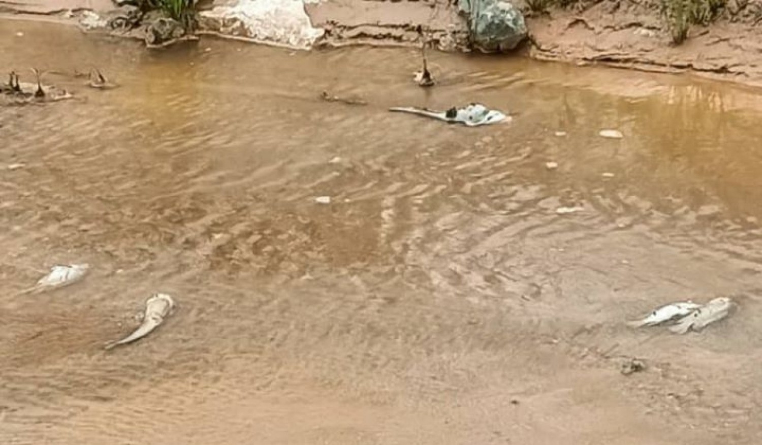 Côte d'Ivoire : Catastrophe environnementale, une pollution au cyanure dévaste le fleuve Cavally
