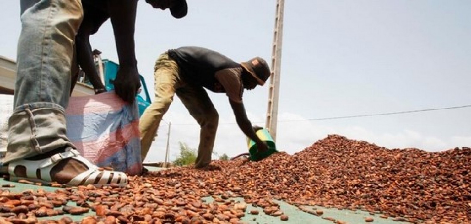 Côte d'Ivoire : Filière café-cacao, le gouvernement va accorder des subventions aux exportateurs nationaux pour leur permettre d'être compétitifs sur les marchés