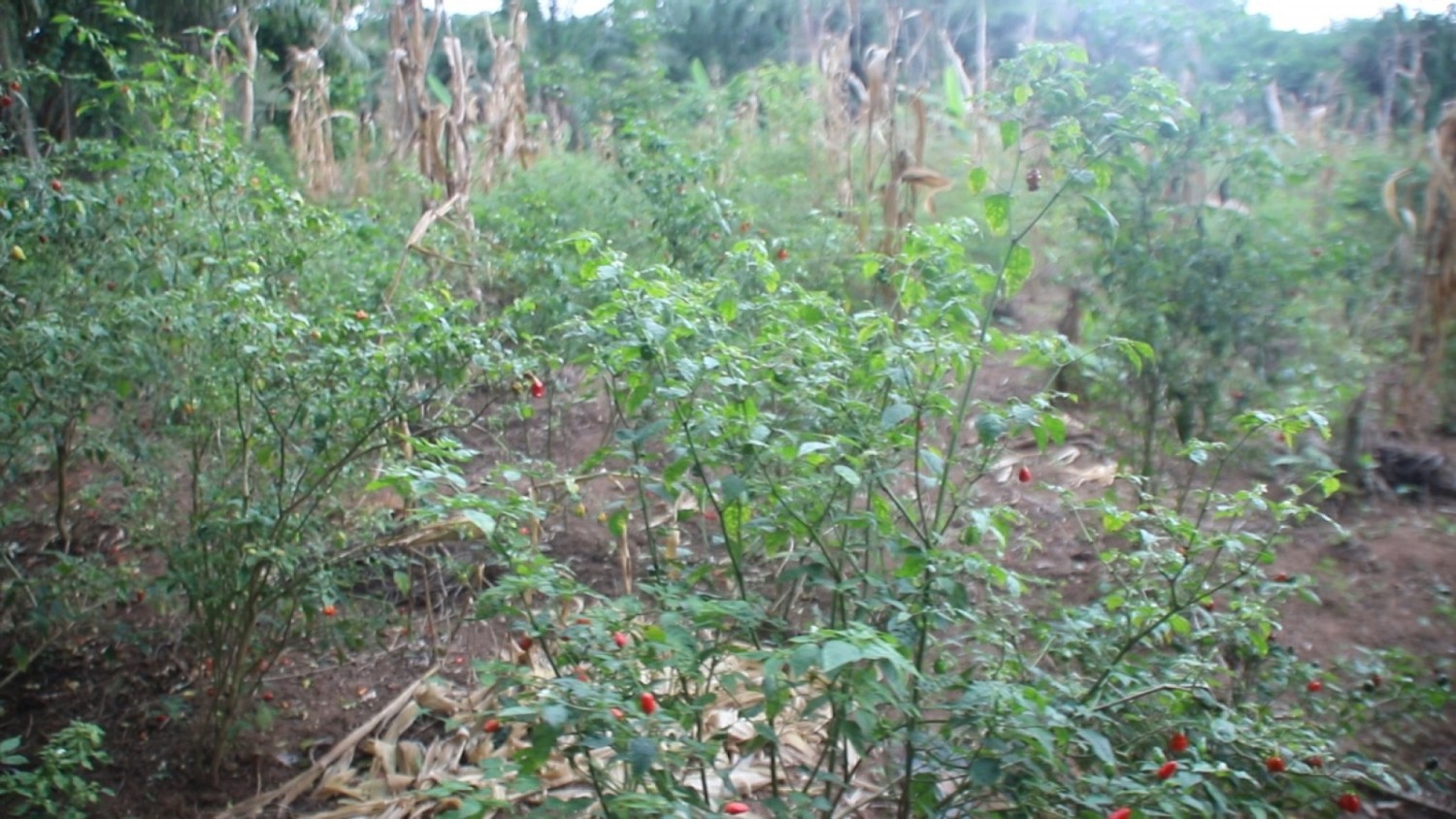 Côte d'Ivoire : Issia, autonomisation des jeunes et des femmes des 42 villages du canton Yokolo, plusieurs projets prêts à être financés