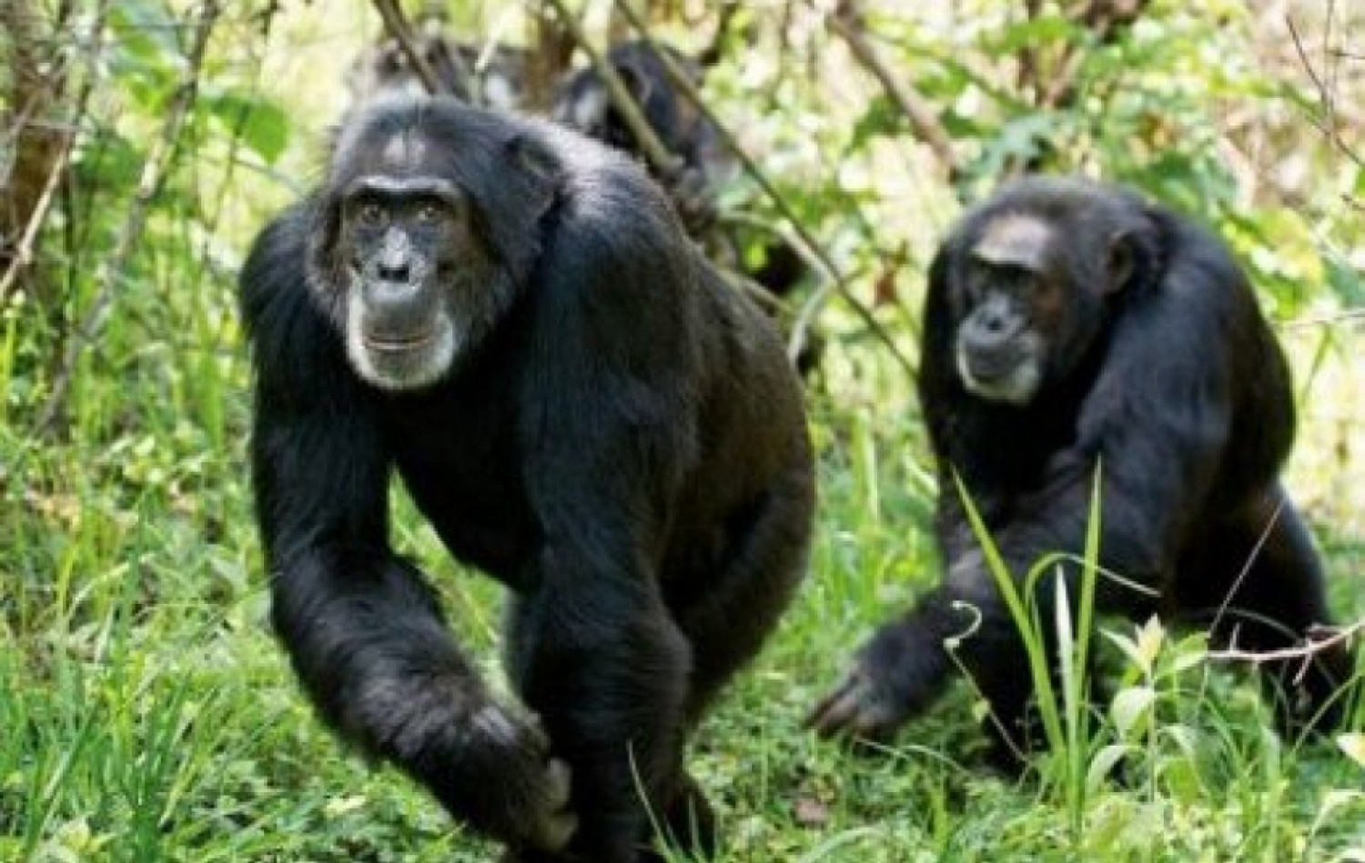 Côte d'Ivoire : Recrutés dans le cadre du Projet Chimpanzé de Taï (TCP), 04 employés qui s'adonneraient au braconnage se retrouvent devant le tribunal de Guiglo