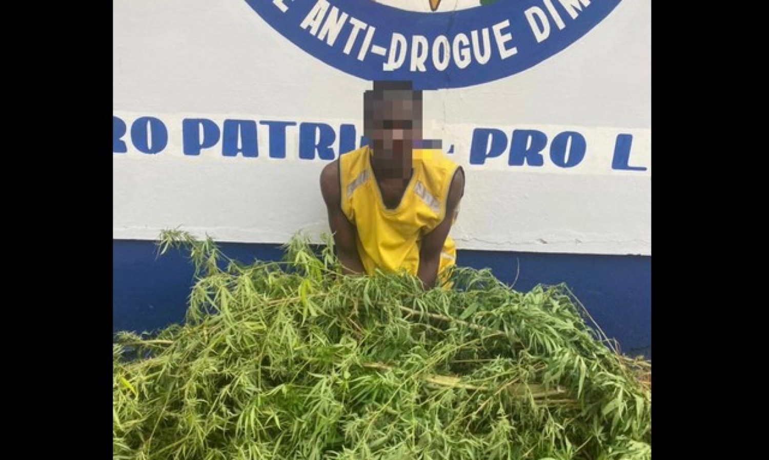 Côte d'Ivoire : Assélokro, 162 plants de cannabis découverts dans une plantation d'ignames