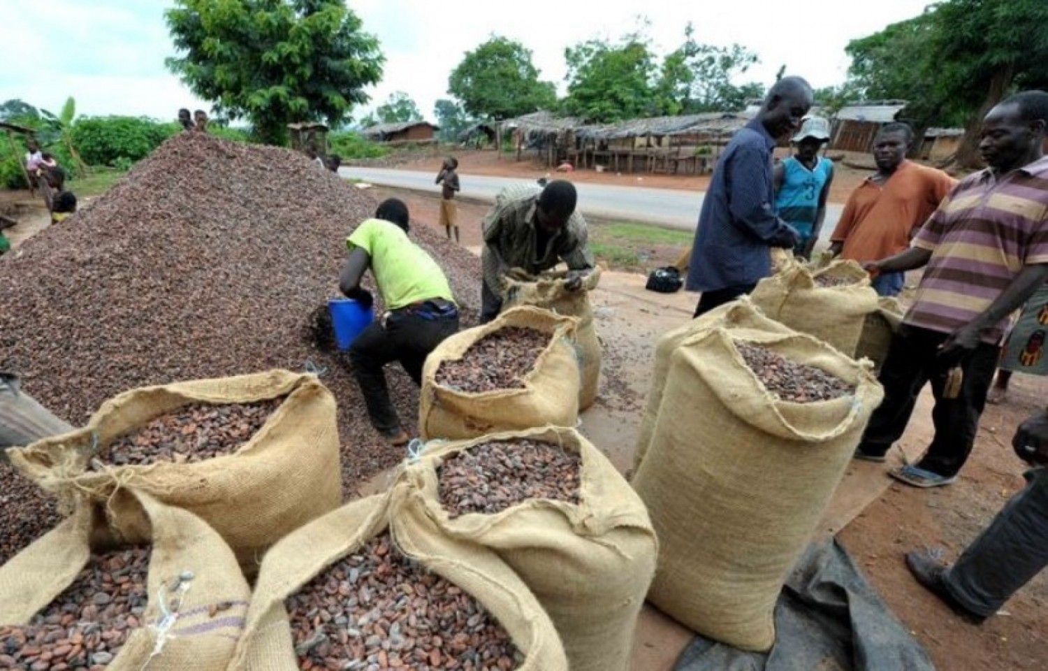 Côte d'Ivoire : Avant l'annonce du prix du cacao , les sociétés commerciales et exportatrices de la filière vont bénéficier d'un accompagnement de  172 milliards FCFA d'une banque