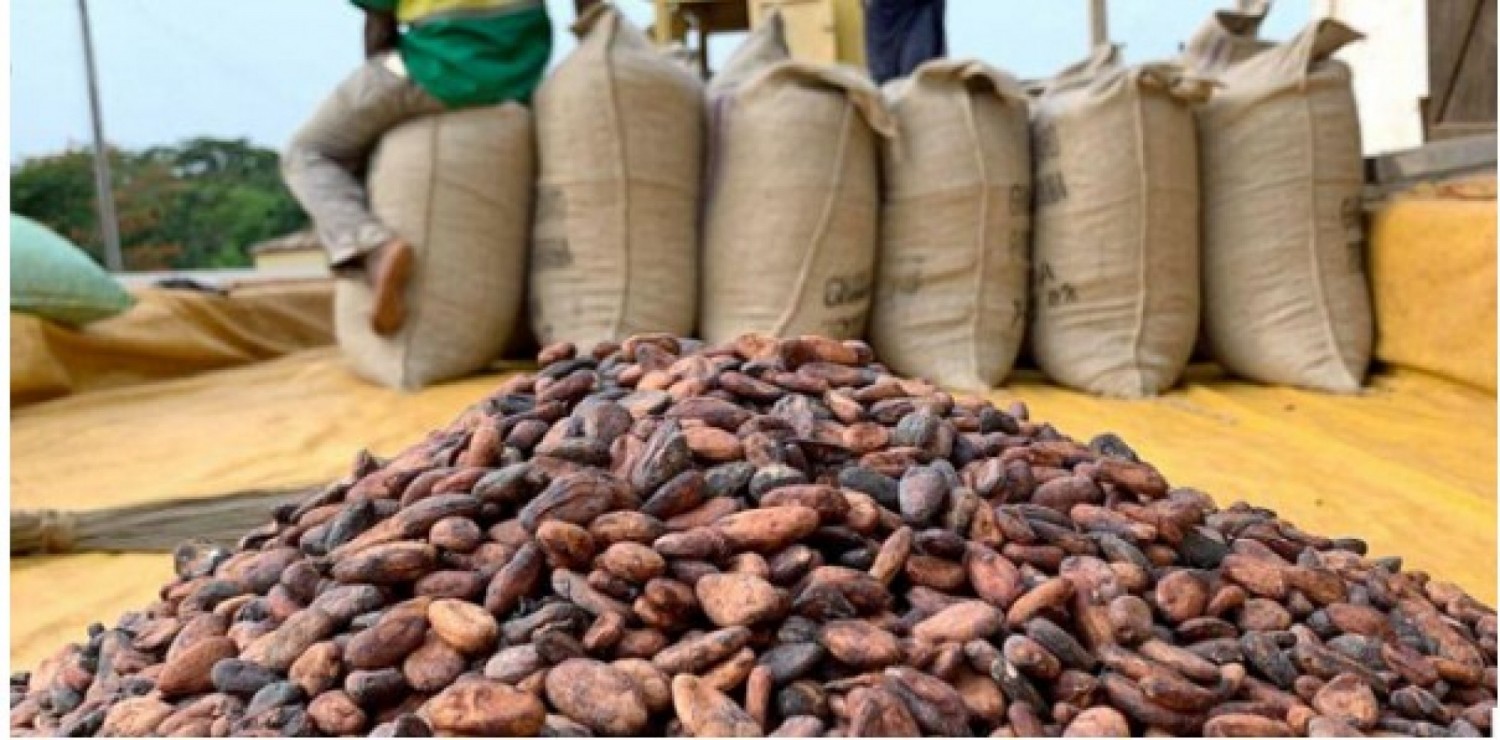 Côte d'Ivoire : Plus de 10.000 tonnes de fèves de cacao de contrebande saisies à travers la frontière avec la Guinée