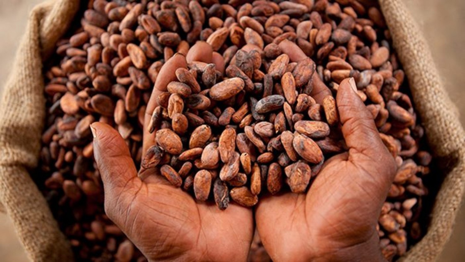 Côte d'Ivoire : Campagne principale de commercialisation du Cacao 2024-2025, le Conseil fait des précisions sur les dispositions