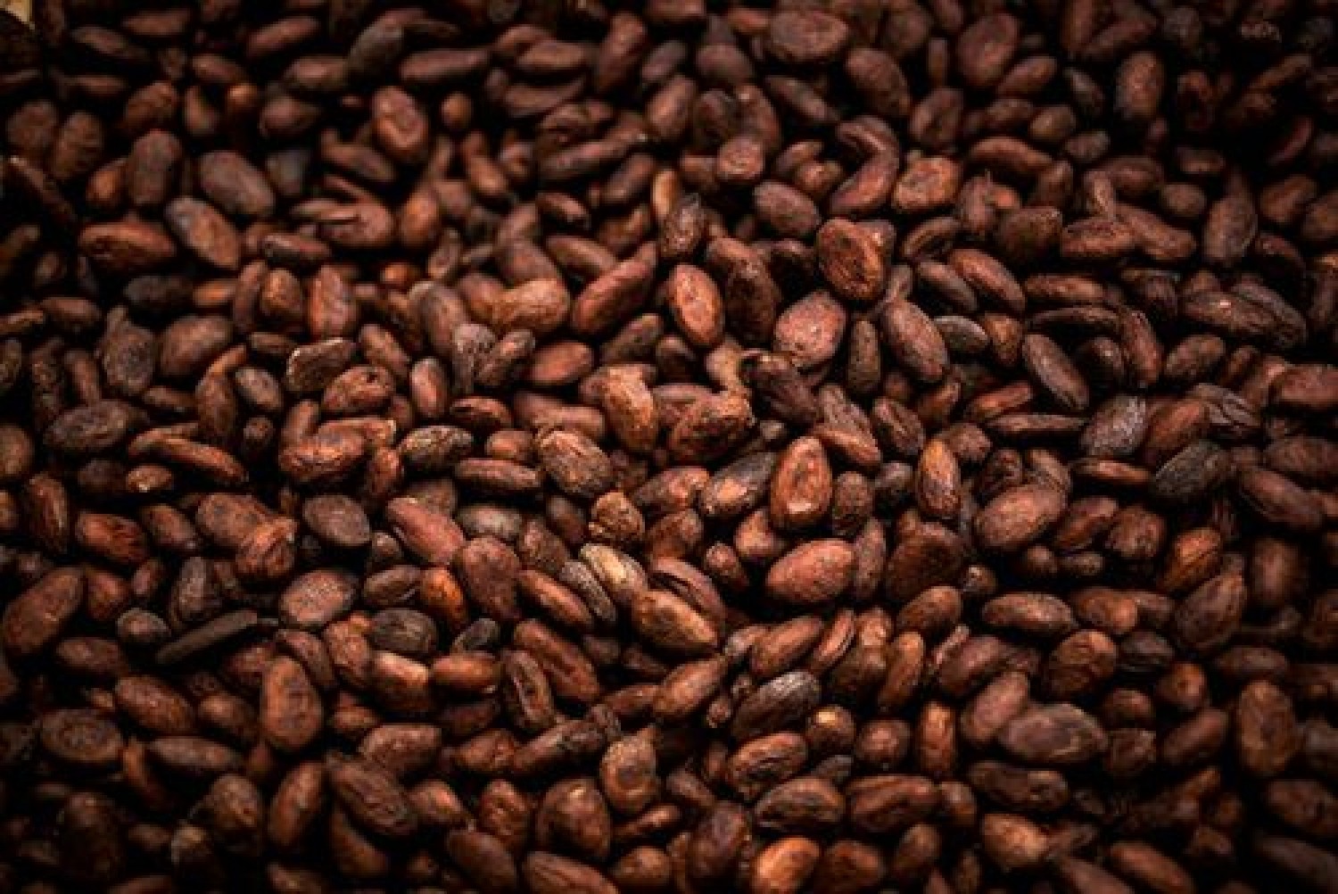 Côte d'Ivoire : Man, plus de 4000 tonnes de cacao détournés vers la Guinée et le Libéria chaque semaine, les syndicats de producteurs tirent la sonnette d'alarme