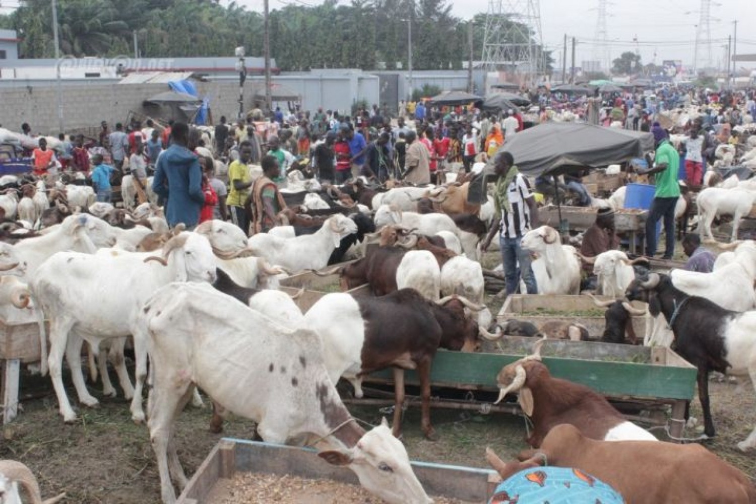 Côte d'Ivoire : Frais d'enlèvement des ordures à l'abattoir de Port-Bouët, un comité bientôt mis en place pour arrêter un coût raisonnable et accessible à tous