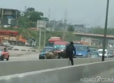 Côte d'Ivoire: (Vidéo) Des bœufs errants sur l'autoroute du nord Yopougon