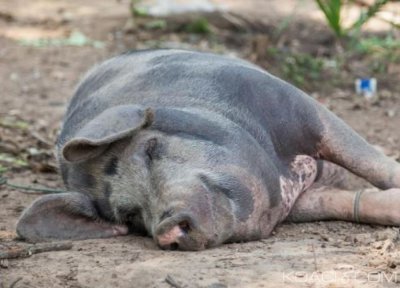 Côte d'Ivoire : Une contribution de 458 millions de FCFA de la FAO pour une assistance d'urgence pour la lutte contre la peste porcine dans le Tchologo et le Poro