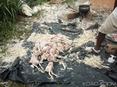 Côte d'Ivoire: À Abobo, cinq vendeurs de poulets non comestibles appréhendés