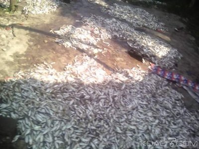 Côte d'Ivoire: Soupçon d'un déversement de poissons empoisonnés à  Port Bouët