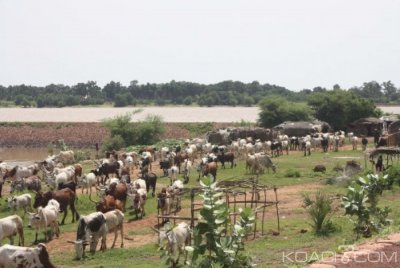 Côte d'Ivoire : Un bouvier et son troupeau foudroyés  dans le Worodougou