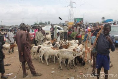 Côte d'Ivoire : A quelques semaines de la fête de la Tabaski, des voleurs de moutons arrêtés à  l'abattoir de Port-Bouët