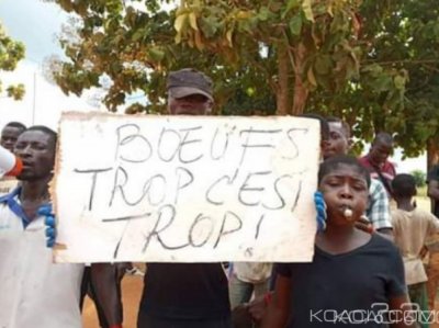 Côte d'Ivoire : Guitry, suite à  la bastonnade infligée à  un chef par des bouviers,  des jeunes en colère, descendent dans la rue