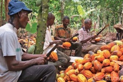 Côte d'Ivoire : Cacao, bien comprendre le mécanisme de compensation pour les producteurs à  défaut du prix plancher