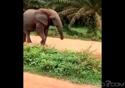 Côte d'Ivoire: Exaspéré par les bruits, un éléphant confisque un matériel de travail à  Divo