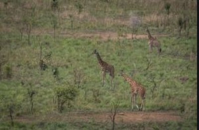 Côte d'Ivoire: Il prend son beau-père pour un gibier et l'abat lors d'une partie de chasse