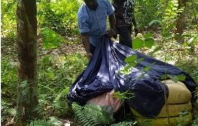 Côte d'Ivoire: Une importante quantité de cannabis saisie dans une plantation d'hévéas