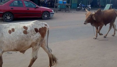 Côte d'Ivoire: À Zuenoula, à quatre ils tentent de voler un mouton, l'un  des présumés voleurs  mis aux arrêts