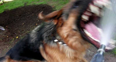 Côte d'Ivoire: Deux enfants et leur mère attaqués et blessés grièvement par un chien