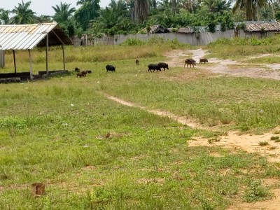 Côte d'Ivoire : Jacqueville,  le village d'Adoukro au centre d'un litige foncier, les populations invitent les opérateurs à prendre leurs dispositions pour ne pas se faire gruger par des propriétaires