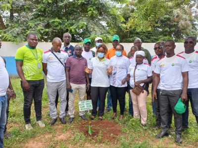 Côte d'Ivoire : L'agroforesterie, élément boosteur de la cacaoculture