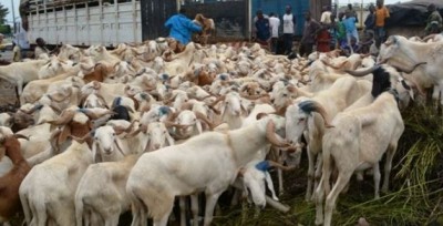 Côte d'Ivoire : Tabaski 2021, le CNLVC sur le terrain pour sensibiliser et lutter contre les pratiques anormales dans la filière bétail-viande