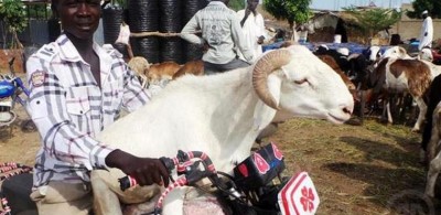 Côte d'Ivoire :   Tabaski 2021, la fête du mouton annoncée pour le 20 juillet prochain