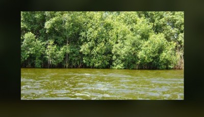 Côte d'Ivoire : Le Parc national des Îles Éhotilés (Adiaké) est en passe d'être inscrit sur la liste du patrimoine mondial de l'UNESCO