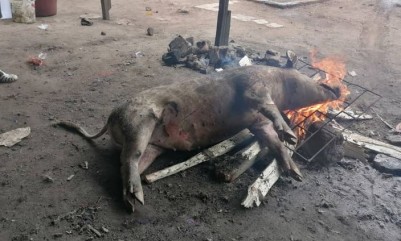 Côte d'Ivoire : La viande du porc au four désormais très prisée à Gagnoa est également source de richesse financière