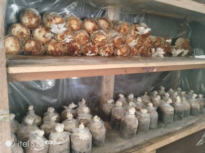 Côte d'Ivoire :     Université Houphouët-Boigny, culture de champignons comestibles, la Giz équipe le Centre National de Floristique