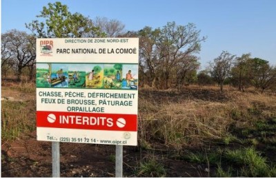 Côte d'Ivoire : Une amende de 50 millions de FCFA infligé à un orpailleur clandestin pour activités illégales au parc de la Comoé