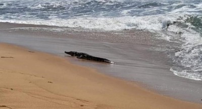 Côte d'Ivoire : Alerte crocodiles sur les plages de Grand Bassam