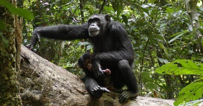 Côte d'Ivoire : La nouvelle réserve naturelle du Cavally désormais gérée par le Ministère l'Environnement, du Développement et de la Transition écologique