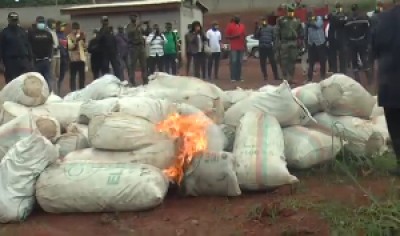 Cameroun : Plus d'une tonne de cannabis détruite à Yaoundé