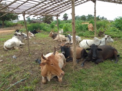 Côte d'Ivoire : Des boeufs volés à Raviart chez Ahoussou Jeannot interceptés à Bouaké par la police