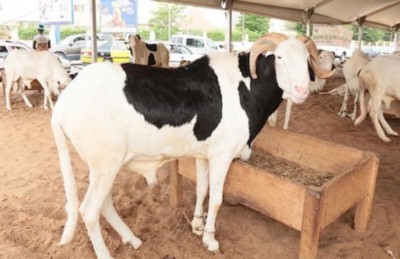 Côte d'Ivoire : Filière bétail-viande, des acteurs protestent contre la tenue de l'A.G constitutive de l'Interprofession, les raisons évoquées