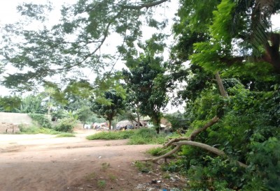 Côte d'Ivoire : Bouaké, des propriétaires terriens accusent leur chef de village d'expropriation de leur parcelle de terrain, le président Ouattara interpellé