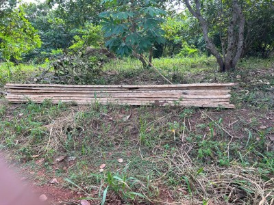 Côte d'Ivoire : Forêt classée de Bouaflé, disparition programmée au vu des dégâts faits par les occupants illégalement installés