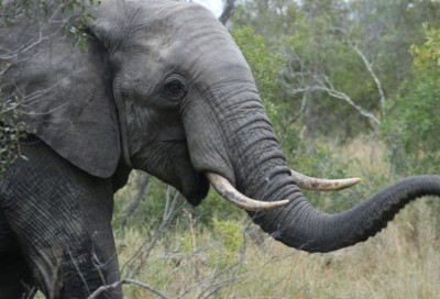 Côte d'Ivoire : La pose de collier GPS sur un éléphant manque de virer au drame, l'animal meurt et le vétérinaire blessé