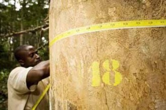 La gestion de la filière bois, au centre dÂ’un forum à  Libreville.