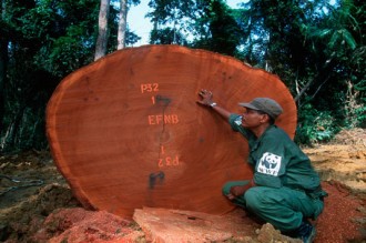 3 mois de sursis, dans lÂ’interdiction dÂ’exporter des grumes au Gabon.