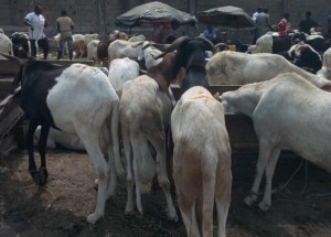 Côte d'Ivoire: Ils volent des  moutons pour réaliser un salon de coiffure et écopent de cinq ans de prison