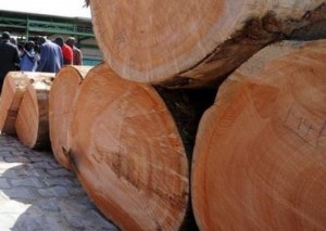 Côte d'Ivoire: Scandale aux eaux et forêts, des hauts dirigeants impliqués dans le trafic du bois et de l'orpaillage clandestin relevés de leurs fonctions