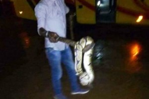 Côte d'Ivoire: En plein voyage, un serpent apparaît dans un car et sème la panique